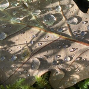closeup of water droplets on the underside of an oak leaf